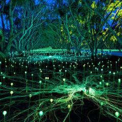 Image Credit: Field of Light: Avenue of Honour, Bruce Munro, Albany, 2018. Photograph by Mark Pickthall.